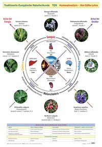 Produktbild: Wandtafel Traditionelle Europ&auml;ische Naturheilkunde TEN