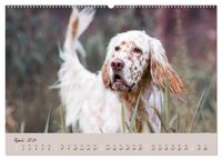 English Setter – Impressionen edler Hunde (hochwertiger Premium Wandkalender 2024 DIN A2 quer), Kunstdruck in Hochglanz