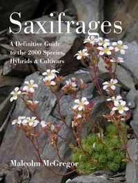 Produktbild: Saxifrages