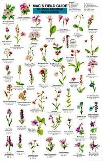 Produktbild: Mac's Field Guides: Rocky Mountain Wildflowers