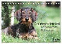 Produktbild: Liebenswerte Rabauken - Rauhaardackel (Tischkalender 2027 DIN A5 quer), CALVENDO Monatskalender