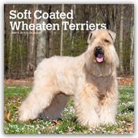 Produktbild: Soft Coated Wheaten Terriers &ndash; Soft Coated Wheaten Terrier 2027 &ndash; 16-Monatskalender