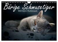 Produktbild: B&auml;rige Schmusetiger - Britisch Kurzhaar (Wandkalender 2027 DIN A4 quer), CALVENDO Monatskalender