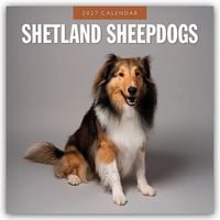 Produktbild: Shetland Sheepdogs &ndash; Sheltie 2027 &ndash; 16-Monatskalender