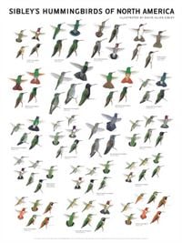 Produktbild: Sibley's Hummingbirds of North America