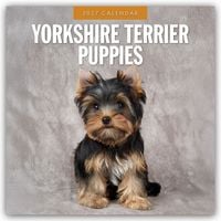 Produktbild: Yorkshire Terrier Puppies &ndash; Yorkshire Terrier Hundewelpen 2027 &ndash; 16-Monatskalender