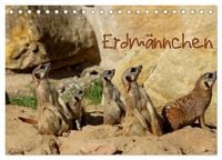 Produktbild: Erdm&auml;nnchen (Tischkalender 2027 DIN A5 quer), CALVENDO Monatskalender