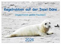 Produktbild: Kegelrobben auf der Insel D&uuml;ne (Wandkalender 2026 DIN A3 quer), CALVENDO Monatskalender
