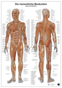 Bild vom Artikel Anatomie-Lerntafel/Muskulatur vom Autor 