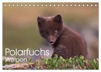 Produktbild: Polarfuchs-Welpen (Tischkalender 2026 DIN A5 quer), CALVENDO Monatskalender