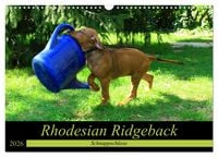 Produktbild: Rhodesian Ridgeback - Schnappsch&uuml;sse - (Wandkalender 2026 DIN A3 quer), CALVENDO Monatskalender