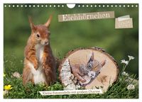 Produktbild: Eichh&ouml;rnchen - Kleine Fotomodelle mit gro&szlig;em Charme (Wandkalender 2027 DIN A4 quer), CALVENDO Monatskalender