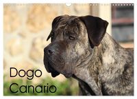 Produktbild: Dogo Canario (Wandkalender 2027 DIN A3 quer), CALVENDO Monatskalender