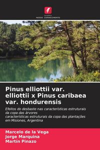 Produktbild: Pinus elliottii var. elliottii x Pinus caribaea var. hondurensis
