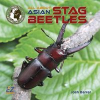 Produktbild: All about Asian Stag Beetles