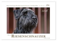 Produktbild: Mit dem Riesenschnauzer durch das Jahr (Wandkalender 2026 DIN A2 quer), CALVENDO Monatskalender