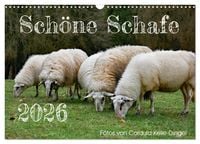 Produktbild: Sch&ouml;ne Schafe (Wandkalender 2026 DIN A3 quer), CALVENDO Monatskalender