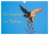 Produktbild: Die Turmfalken von Wolfsanger (Wandkalender 2026 DIN A4 quer), CALVENDO Monatskalender