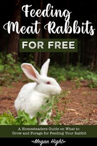 Produktbild: Feeding Meat Rabbits for Free