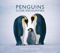 Produktbild: Penguins