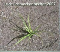 Bild vom Artikel 2007 vom Autor Erich Schmeckenbecher