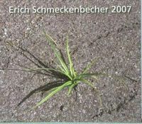 Bild vom Artikel Romantik 2007 vom Autor Erich Schmeckenbecher
