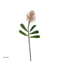 Produktbild: NTK-Collection Produkt 38826 Artikel 50178