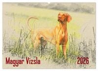 Produktbild: Magyar Vizsla 2026 (Wandkalender 2026 DIN A2 quer), CALVENDO Monatskalender