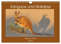 Produktbild: K&auml;ngururs und Wallabys (Wandkalender 2026 DIN A4 quer), CALVENDO Monatskalender