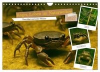 Produktbild: Reges Leben im Naturweiher - Tiere &uuml;ber und unter Wasser (Wandkalender 2027 DIN A4 quer), CALVENDO Monatskalender