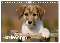 Produktbild: Hundewelpen (Wandkalender 2027 DIN A4 quer), CALVENDO Monatskalender