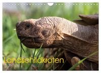 Produktbild: Landschildkr&ouml;ten (Wandkalender 2026 DIN A4 quer), CALVENDO Monatskalender