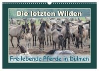 Produktbild: Die letzten Wilden - freilebende Pferde in D&uuml;lmen (Wandkalender 2027 DIN A3 quer), CALVENDO Monatskalender