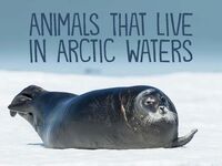 Produktbild: Animals That Live in Arctic Waters