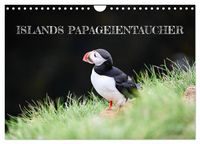 Produktbild: Islands Papageientaucher (Wandkalender 2026 DIN A4 quer), CALVENDO Monatskalender