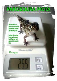 Produktbild: PAROEDURA PICTA - Gro&szlig;kopfgeckos
