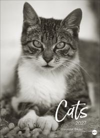 Produktbild: Cats Edition Kalender 2027