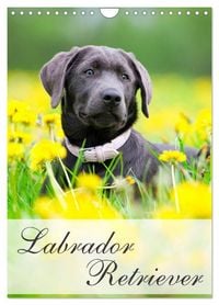 Produktbild: Labrador Retriever (Wandkalender 2026 DIN A4 hoch), CALVENDO Monatskalender