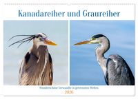 Produktbild: Kanadareiher und Graureiher (Wandkalender 2026 DIN A2 quer), CALVENDO Monatskalender