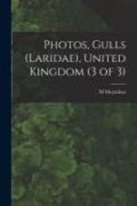 Produktbild: Photos, Gulls (Laridae), United Kingdom (3 of 3)
