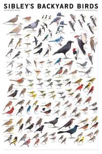 Produktbild: Sibley's Backyard Birds
