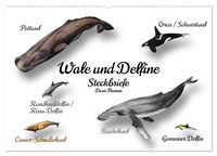 Produktbild: Wale und Delfine Steckbriefe (Wandkalender 2026 DIN A2 quer), CALVENDO Monatskalender