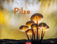 Produktbild Wunderwelt der Pilze Kalender 2026