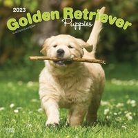 Produktbild: Golden Retriever Puppies 2023