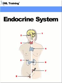 Produktbild: Endocrine System (Human Body)