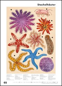 Das Museum des Meeres 2023 ‒ Posterkalender ‒ mit Illustrationen und vielen Erklärungen ‒ Spiralbindung ‒ Format 50 x 70 cm