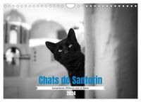 Bild vom Artikel Chats de Santorin - Les princes d'Oia en noir et blanc (Calendrier mural 2024 DIN A4 vertical), CALVENDO calendrier mensuel vom Autor Lidia Vanhamme