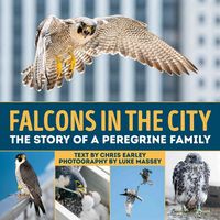 Produktbild: Falcons in the City
