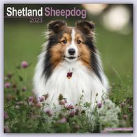 Produktbild: Shetland Sheepdog - Shelties 2023 - 16-Monatskalender