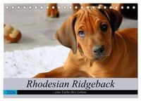 Produktbild: Rhodesian Ridgeback - eine Liebe f&uuml;rs Leben (Tischkalender 2026 DIN A5 quer), CALVENDO Monatskalender